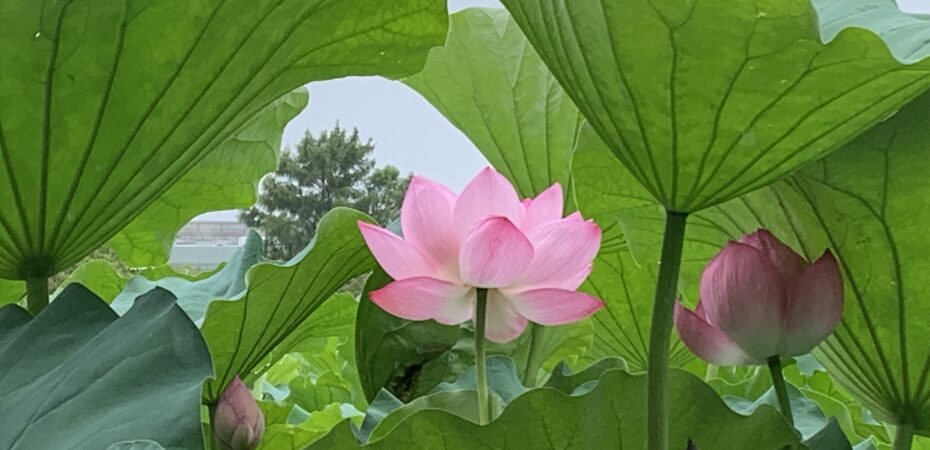 kwiat lotosu w parku Ueno