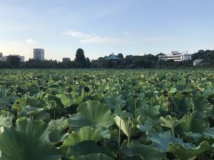 kwiat lotosu na jeziorze w parku Ueno