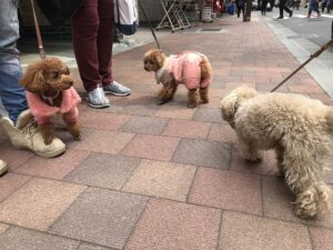 psy w ubrankach