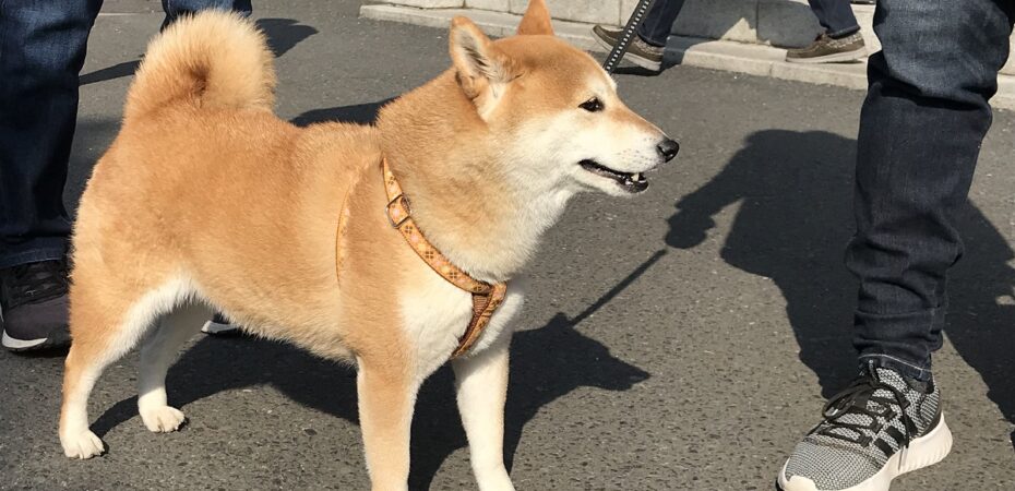 psy w Japonii