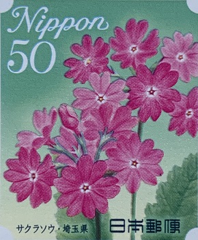 kwiaty japońskie - pierwiosnek